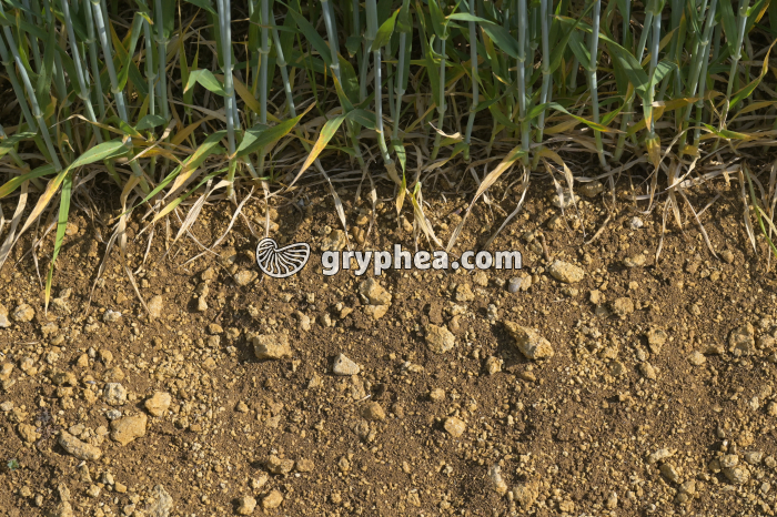 Sol - Constituants d'un sol cultivé - gryphea.com